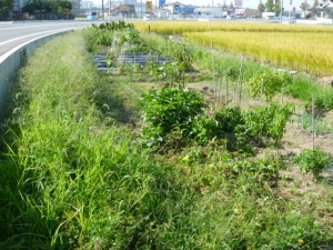 畑before